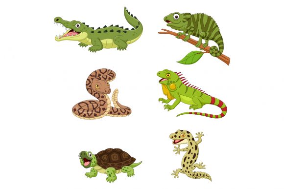 Download Set of Six Reptile Animals - Premium Resources